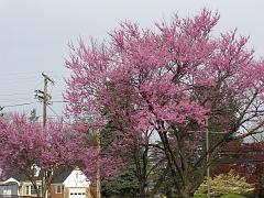 flowers09a (86)